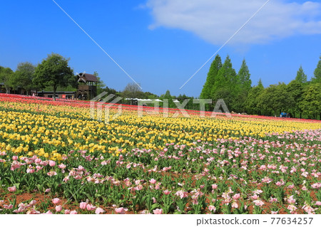 [Hiroshima Prefecture] Sera Kogen Farm under sunny weather (Tulip Festival) 77634257