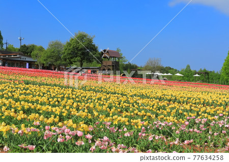 [Hiroshima Prefecture] Sera Kogen Farm under sunny weather (Tulip Festival) 77634258