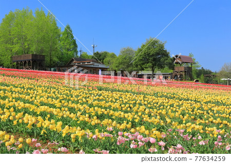 [Hiroshima Prefecture] Sera Kogen Farm under sunny weather (Tulip Festival) 77634259