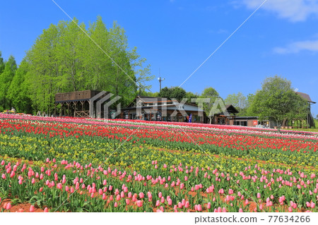 [Hiroshima Prefecture] Sera Kogen Farm under sunny weather (Tulip Festival) 77634266