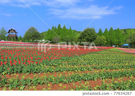 [Hiroshima Prefecture] Sera Kogen Farm under sunny weather (Tulip Festival) 77634267