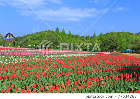 [Hiroshima Prefecture] Sera Kogen Farm under sunny weather (Tulip Festival) 77634268