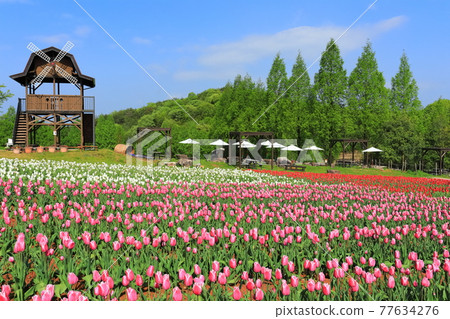 [Hiroshima Prefecture] Sera Kogen Farm under sunny weather (Tulip Festival) 77634276