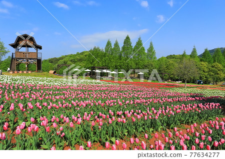[Hiroshima Prefecture] Sera Kogen Farm under sunny weather (Tulip Festival) 77634277