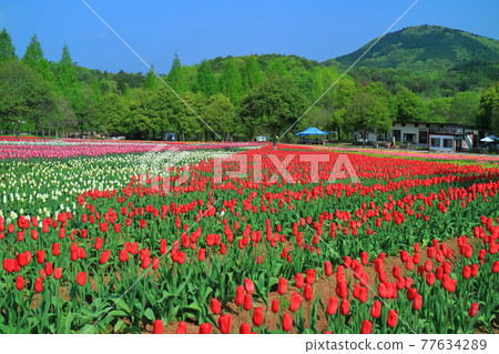[廣島縣]晴天下的世良高原農場（鬱金香節） 77634289