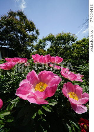 盛開的牡丹花 77634458