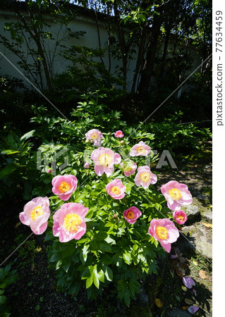 盛開的牡丹花 77634459