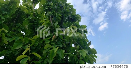 Karin Aozora Karin Aozora 77634476