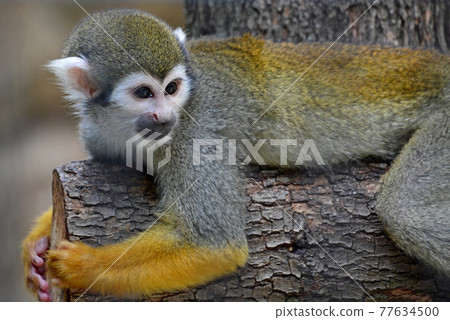 江戶川自然動物園“普通松鼠猴” 77634500