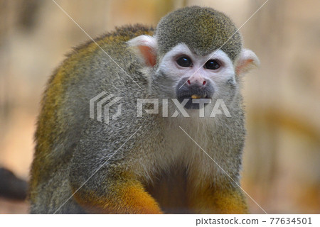Edogawa Natural Zoo "Common Squirrel Monkey" 77634501