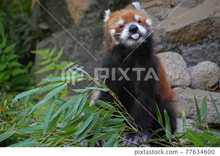Edogawa Natural Zoo "Red Panda" 77634600