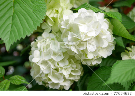 白手鞠花（蜘蛛）04 77634652