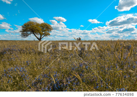 Flowery landscape, La Pampa, Argentina 77634898