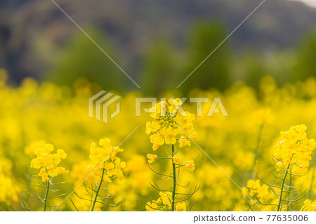 靜岡縣岩田市岩井桶谷沼週邊的景色，油菜花盛開。 77635006
