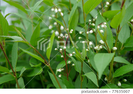 細長的杜鵑花蕾 01 細長的杜鵑花蕾 01 77635007