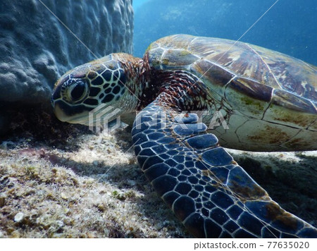 Profile of a sea turtle looking for food 77635020