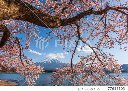 Mt. Fuji, Japan on Lake Kawaguchi 77635103