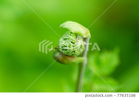 Flowering of Hanaud Flowering of Hanaud 77635186