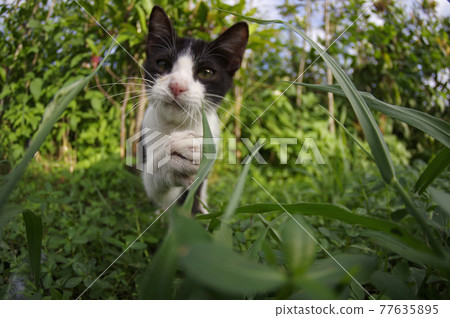 好奇的小貓用小爪子撥開草原探險 77635895