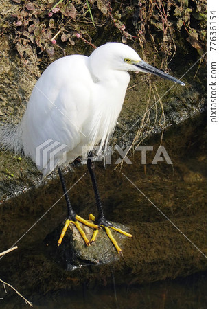 尋找食物的小白鷺-4 尋找食物的小白鷺-4 77636154