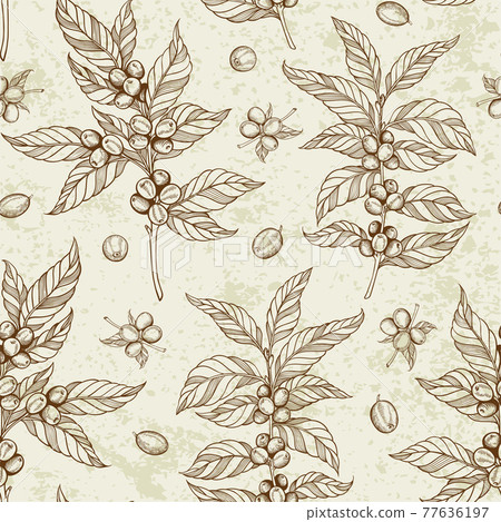 Vintage seamless pattern with coffee plant 77636197