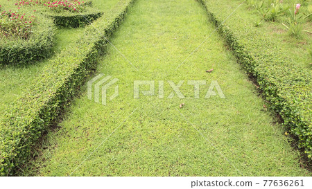 Pathway in the park with green grass background 77636261