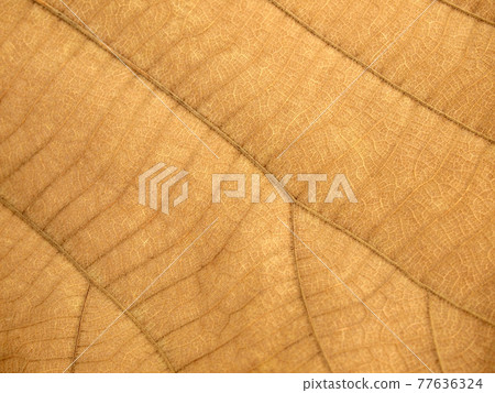 dry brown leaf texture 77636324