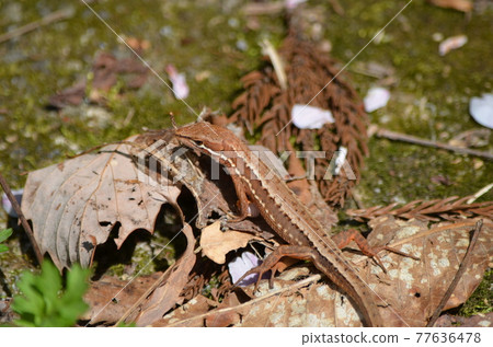 Japanese Kana Snake Takydromus tachydromoides 77636478