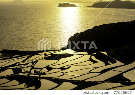 Beautiful golden Doya Rice Terraces Matsuura City, Nagasaki Prefecture 77636697