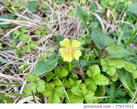 路邊綻放的蛇草莓黃花 路邊綻放的蛇草莓黃花 77637012