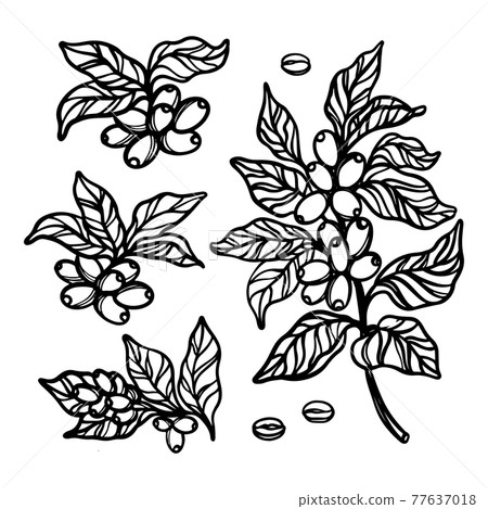 COFFEE OUTLINE COLLECTION With Berries And Leaves Of Coffee Tree Monochrome Design In Vintage Style Hand Drawn Clip Art Vector Illustration Set For Print COFFEE OUTLINE COLLECTION With Berries And Leaves Of Coffee Tree Monochrome Design In Vintage Style Hand Drawn Clip Art Vector Illustration Set For Print 77637018