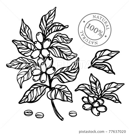 COFFEE OUTLINE Monochrome Design Of Stickers And Labels With For Shop Of Dessert Drinks Hand Drawn Sketch With Stamp Clip Art Vector Illustration Set For Print COFFEE OUTLINE Monochrome Design Of Stickers And Labels With For Shop Of Dessert Drinks Hand Drawn Sketch With Stamp Clip Art Vector Illustration Set For Print 77637020