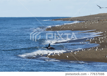 Orca hunting, Patagonia Argentina Orca hunting, Patagonia Argentina 77637086