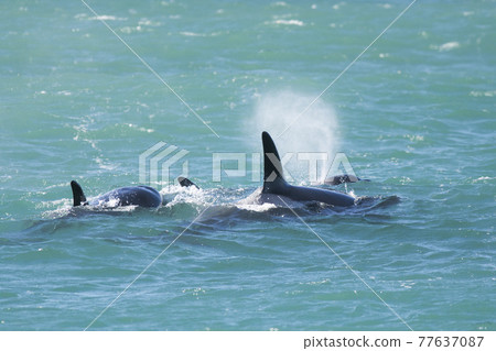 Orca Family, Patagonia Argentina Orca Family, Patagonia Argentina 77637087