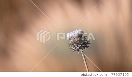 Thorny wild flower in Patagonia, Argentina 77637105