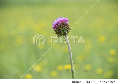 Thorny wild flower in Patagonia, Argentina 77637106