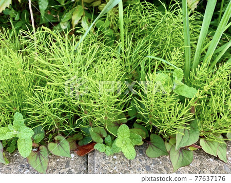 雜草叢生，如馬尾草和魚腥草/植物 77637176