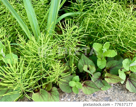 雜草叢生，如馬尾草和魚腥草/植物 77637177