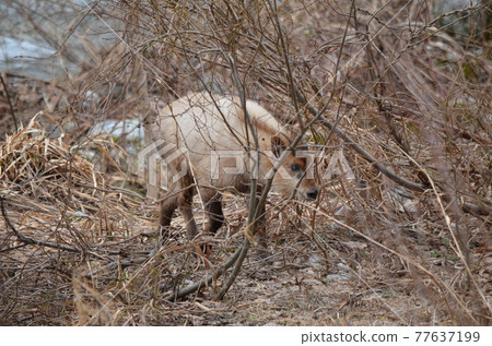 日本鸕鶿 77637199