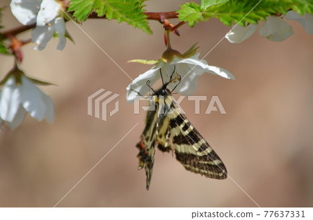 岐阜蝴蝶Luehdorfia japonica 77637331