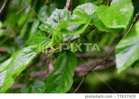 Morus alba leaves and unripe fruits (Saitama Prefecture / May) Morus alba leaves and unripe fruits (Saitama Prefecture / May) 77637420
