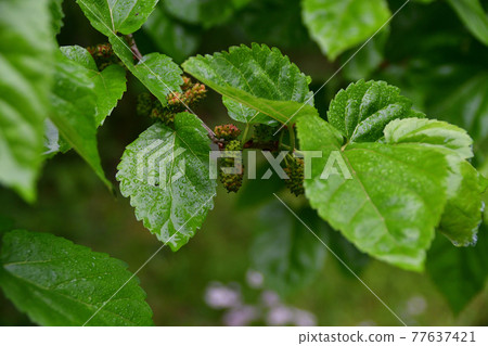 Morus alba leaves and unripe fruits (Saitama Prefecture / May) Morus alba leaves and unripe fruits (Saitama Prefecture / May) 77637421