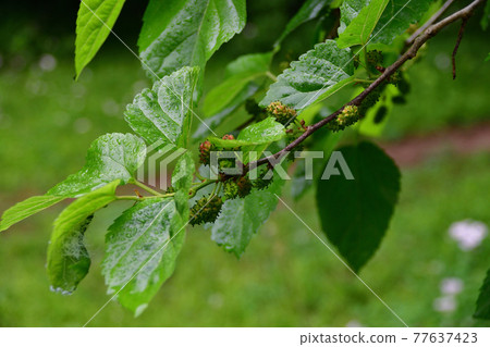 Morus alba leaves and unripe fruits (Saitama Prefecture / May) Morus alba leaves and unripe fruits (Saitama Prefecture / May) 77637423