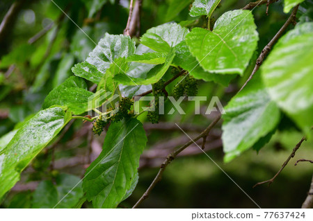 Morus alba leaves and unripe fruits (Saitama Prefecture / May) Morus alba leaves and unripe fruits (Saitama Prefecture / May) 77637424