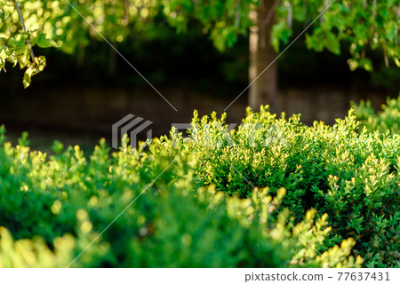 Beautiful green plants in the garden on a warm summer day Beautiful green plants in the garden on a warm summer day 77637431