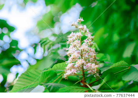 Beautiful white flowers against the background of green plants. Summer background Beautiful white flowers against the background of green plants. Summer background 77637444
