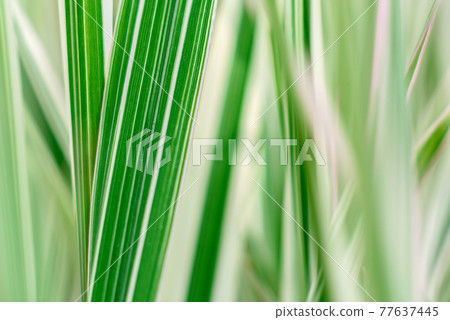 Beautiful green plants in the garden on a warm summer day Beautiful green plants in the garden on a warm summer day 77637445
