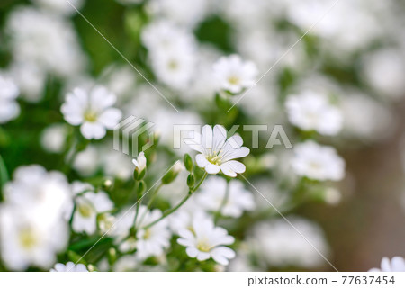 Beautiful white flowers against the background of green plants. Summer background Beautiful white flowers against the background of green plants. Summer background 77637454