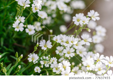 Beautiful white flowers against the background of green plants. Summer background Beautiful white flowers against the background of green plants. Summer background 77637455