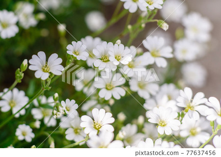 Beautiful white flowers against the background of green plants. Summer background Beautiful white flowers against the background of green plants. Summer background 77637456